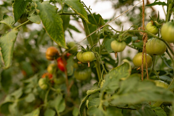 Tomatoes ripen in the greenhouse. Ecological cultivation. Food, vegetables, agriculture. Selective focus and noise. Shallow depth of field on the tomatoes