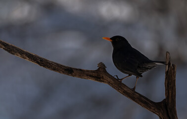 bird, natur, wild lebende tiere, tier, spatz, finch, schnabel, ast, wild, frühling