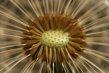 A close-up of a Dandelion against a black background
