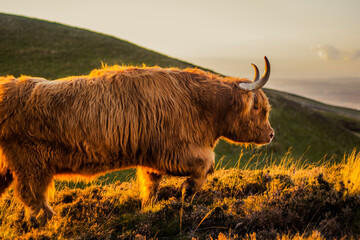 scottish highland cow