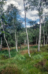 Birch trees in forest. Czech Republic.