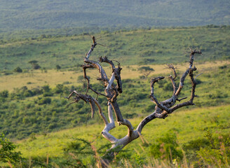 Baum und Buschlandschaft Naturreservat Hluhluwe Nationalpark Südafrika