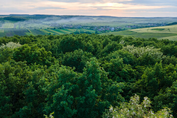 Fototapeta premium Aerial view of dark green lush forest with dense trees canopies in summer