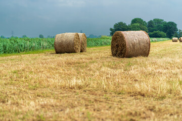 Rolled hay bails in a field in Europe