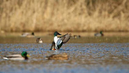Northern shoveler