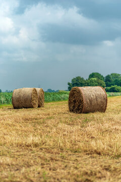 Rolled hay bails in a field in Europe