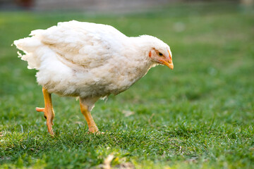 Hen feed on traditional rural barnyard. Close up of chicken standing on barn yard with green grass. Free range poultry farming concept