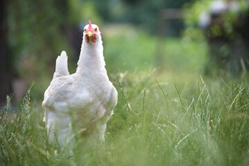 Hen feeding on traditional rural barnyard. Domestic chicken standing on yard lawn with green grass. Free range poultry farming concept