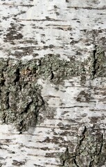 close up of the irregular surface of the bark of a birch tree