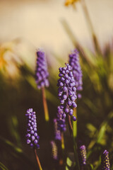 Beautiful view of a muscari
