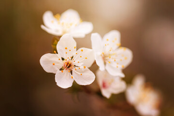 Fototapeta na wymiar Blossoming cherry trees in spring, Spring Background.