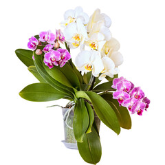 Fototapeta premium Flowers of white and lilac orchid in a pot. Isolated on a white background. Phalaenopsis