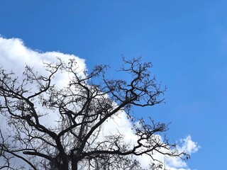 Tree against cloud sky. Tree bare branches against cloudy heaven.