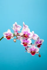 Zelfklevend Fotobehang Orchidee © samaneh