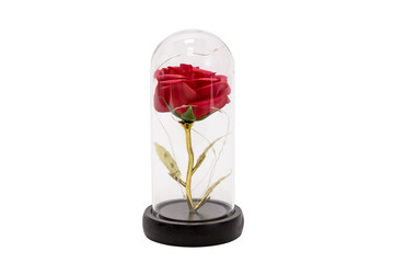 Red glowing rose in a flask. Laconic execution and a flower under a transparent dome. In...