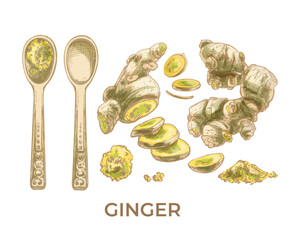 567_ginger root, wedges, spoon, dry spices ginger, root, drawing, whole, sliced, spoon, powder, spice