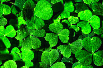 Background with green clover leaves for Saint Patrick's day. Shamrock as a symbol of fortune.