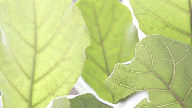 Fiddle leaf fig leaves - Abstract Nature backgrounds for graphics - plants and leaves