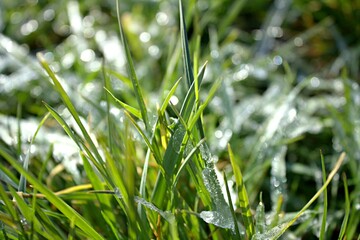 grünes gras mit frost