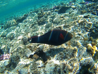 Tropical fish swimming in colorful coral reef with  in Sharks Bay, Sharm El Sheikh, South Sinai Governorate, Egypt, North Africa. Underwater world of the Red Sea.