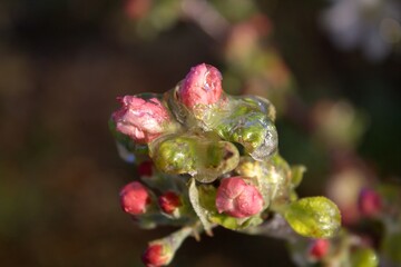 flower in ice