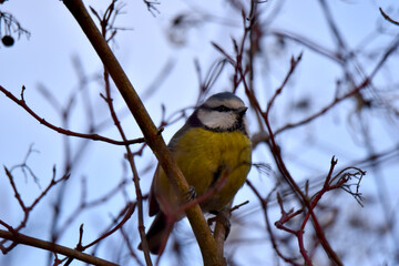 Eurasian blue tit (Cyanistes caeruleus, Family of Paridae) on a deciduous branch in the forest in winter