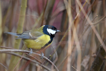 Great tit (Parus major, Family of Passeriformes) on a tree branch in the forest in winter