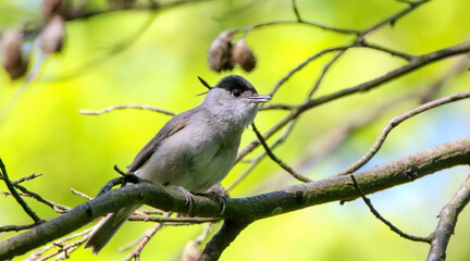 Eurasian blackcap