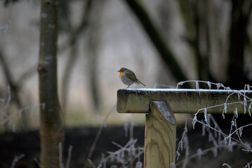 Robin (Erithacus rubecula, Family of Muscicapidae) in the forest in winter
