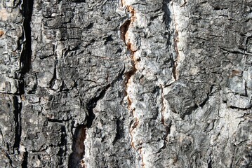 close up of a brown-gray tree bark of an old tree