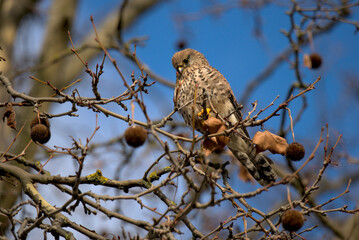 Faucon crécerelle femelle (Falco tinnunculus) sur une branche de platane un beau jour d'hiver -...