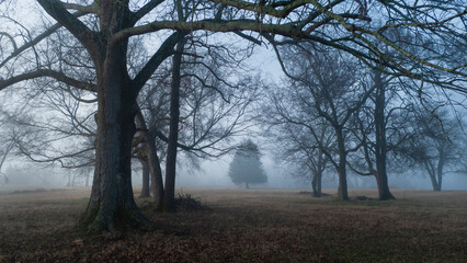 Fototapeta na wymiar Trees in the fog at the blue hour with fog landscape