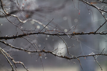 Fototapeta na wymiar Dew drops on bare branches grey monotone background