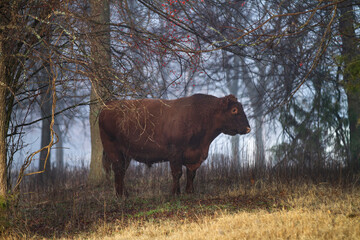 Bull in the woods, Red Angus Bull in a forest