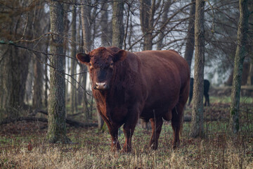 Bull in the woods, Red Angus Bull in a forest