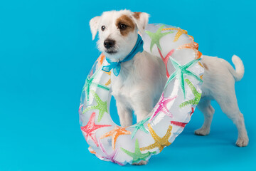 minimal summer vacation concept, white jack russell puppy, standing with inflatable swimming ring around his neck, on cyan background