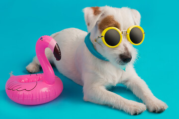 funny white jack russell puppy, wearing yellow sunglasses, with inflatable flamingo, vacation and travel concept