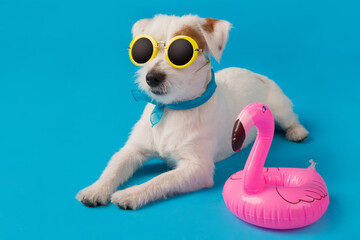 Fototapeta premium funny white puppy in yellow sunglasses, lies on a blue background, an inflatable flamingo is nearby, the concept of vacation and travel