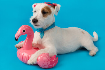white jack russell puppy in red sunglasses on his head, lies on an inflatable pink flamingo, as if...