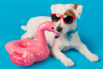 white jack russell puppy, lies in red sunglasses, near an inflatable pink flamingo for swimming, on a blue background, travel and vacation concept
