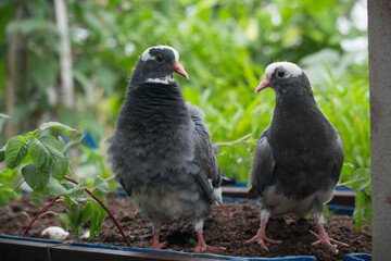 Pigeons are looking at the camera interestingly