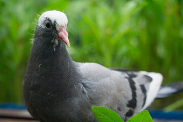 Pigeons are looking at the camera interestingly