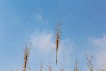 ears of wheat against blue sky