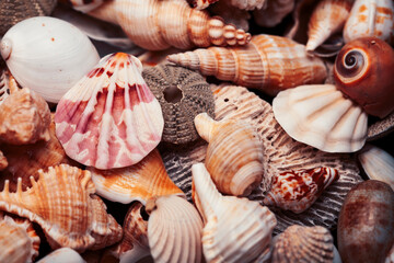 a lot of different empty sea shells, natural background, macro details - obrazy, fototapety, plakaty