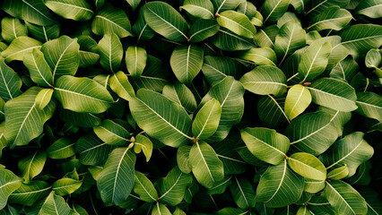 Naklejka na ściany i meble lush green leaves nature background