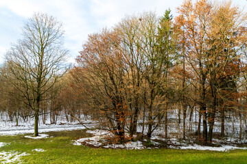 Fototapeta premium Picture of some trees in nature