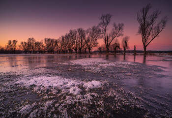 Willows over the backwaters © Sawek