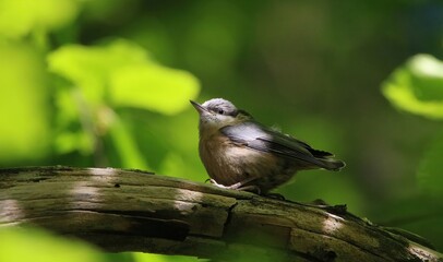 A young Eurasian nuthatch