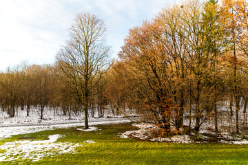 Picture of some trees in nature