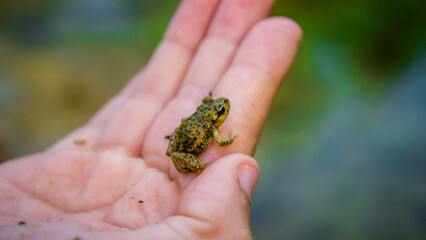 Baby frog on childs hand